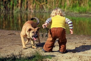 teach children to avoid dog bites