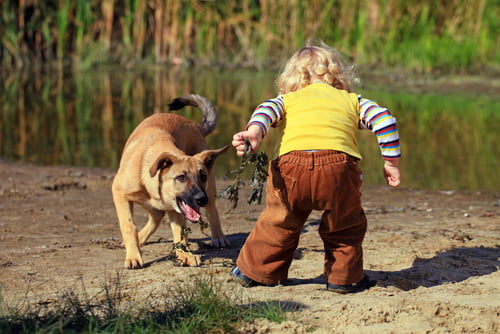 Teach your Children How to Avoid Dog Bites | Tampa Injury Lawyer